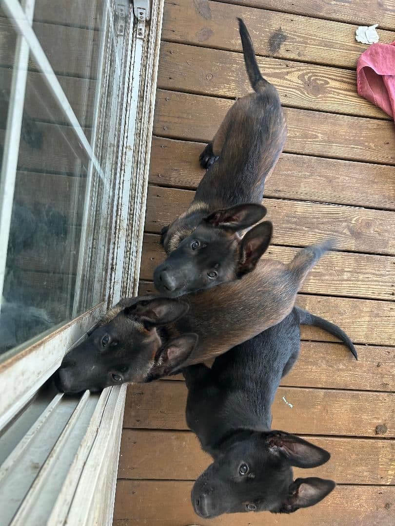 Belgian Malinois Puppies breeder image 1