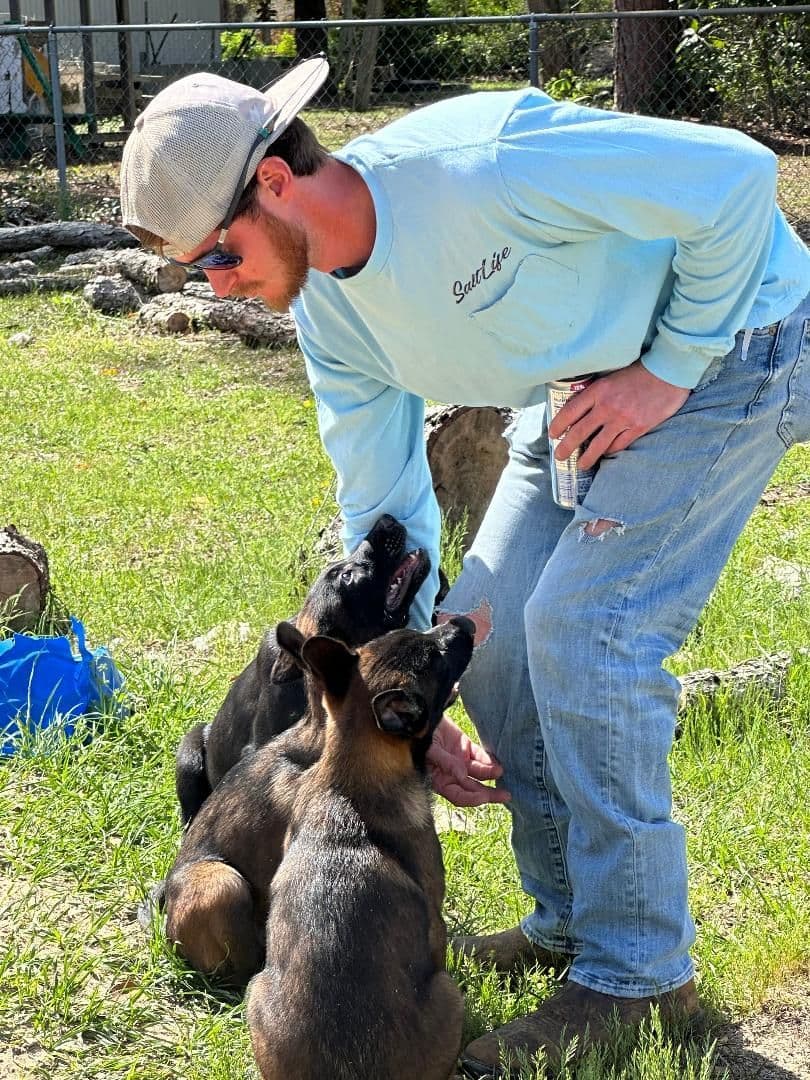 Belgian Malinois Puppies breeder image 2