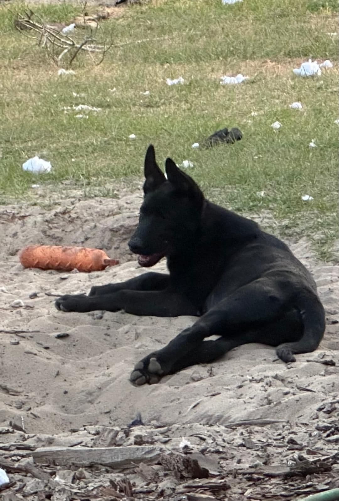 Belgian Malinois Puppies breeder image 3