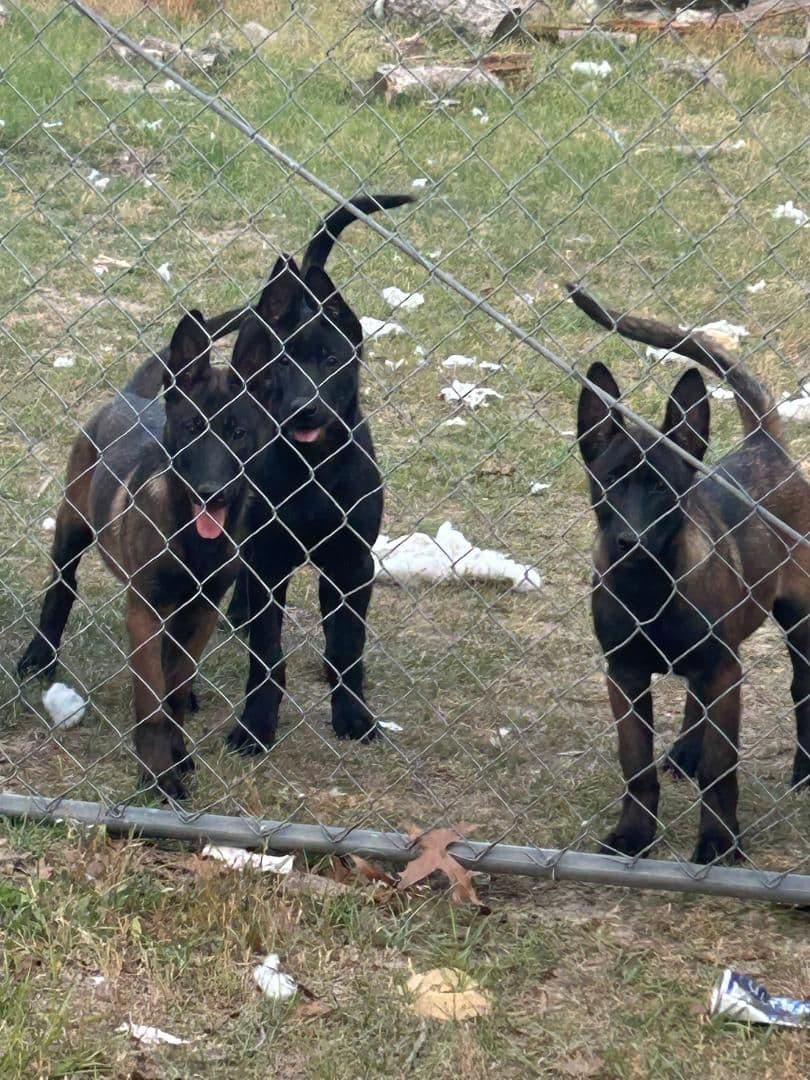 Belgian Malinois Puppies breeder image 4