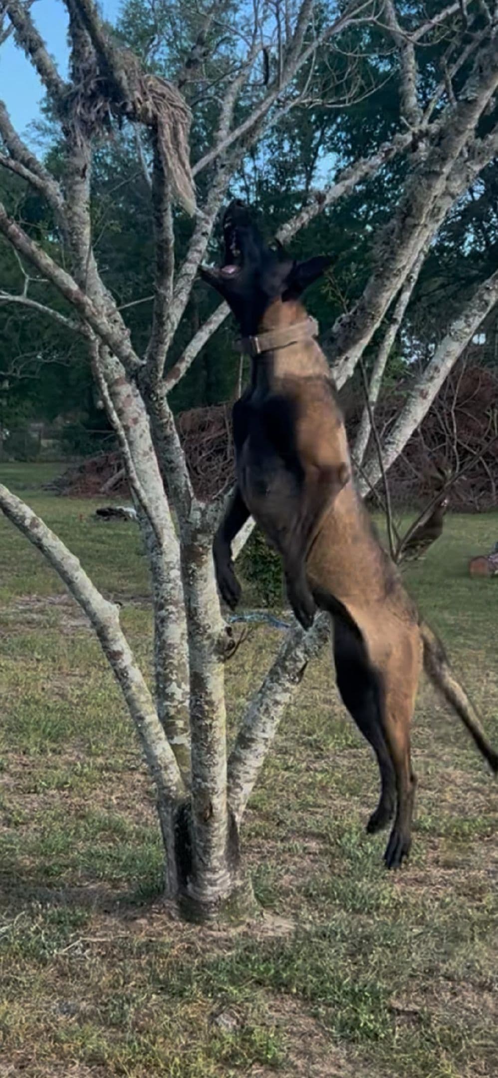 Belgian Malinois Puppies breeder image 12