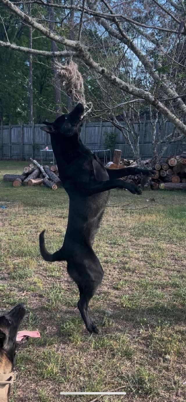 Belgian Malinois Puppies media 2