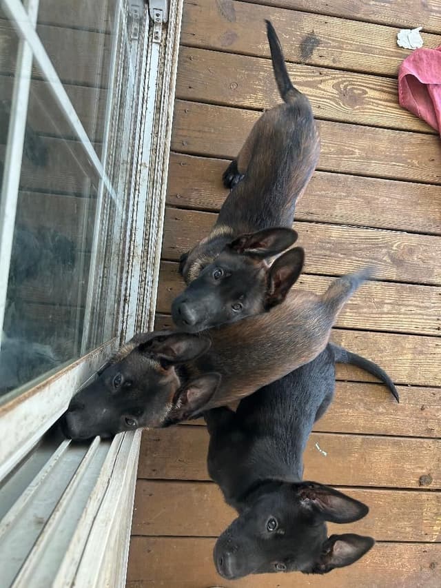 Belgian Malinois Puppies media 3