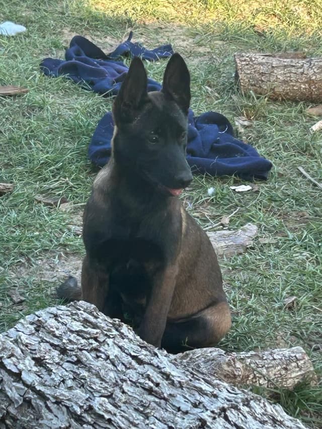 Belgian Malinois Puppies media 7