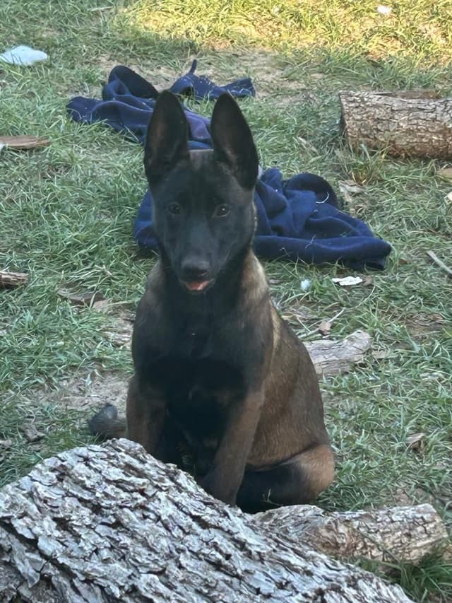 Belgian Malinois Puppies media 8