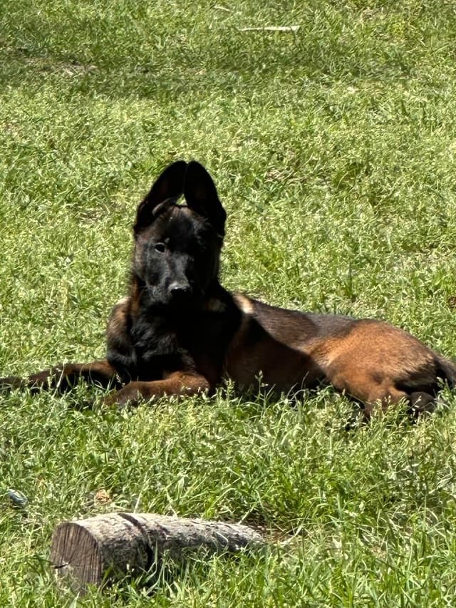 Belgian Malinois Puppies media 9