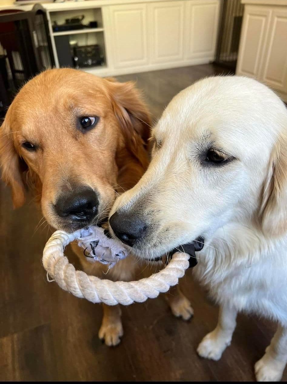Golden Retriever Puppies breeder image 1