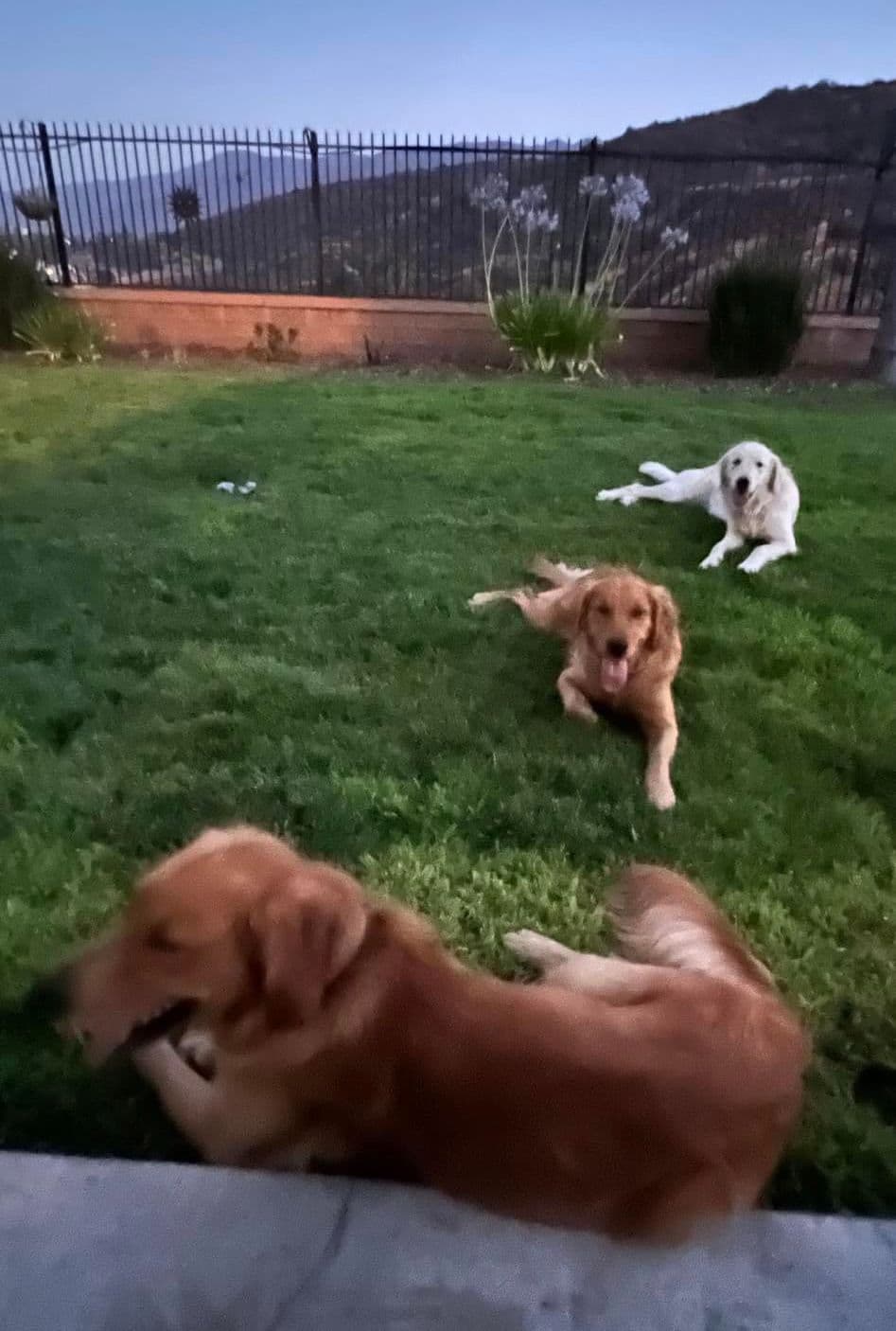 Golden Retriever Puppies breeder image 3