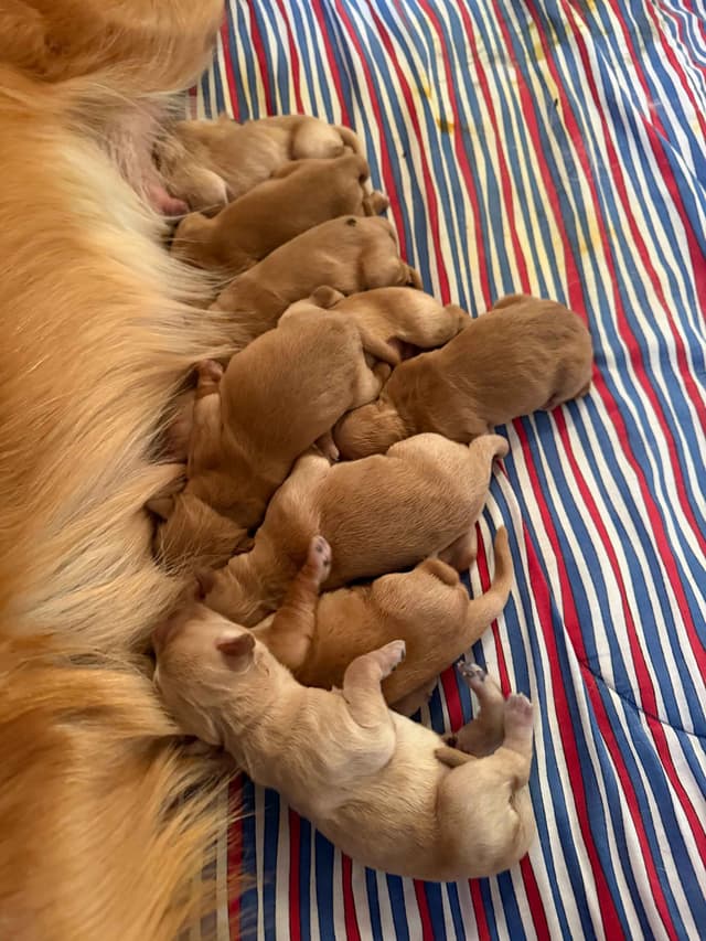 Golden Retriever Puppies media 2