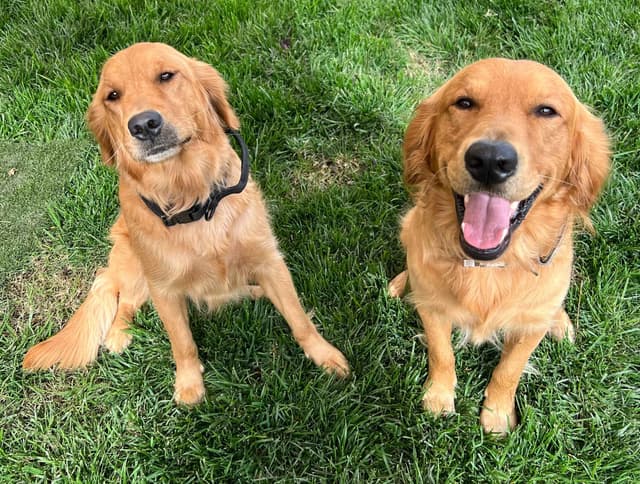 Golden Retriever Puppies media 4