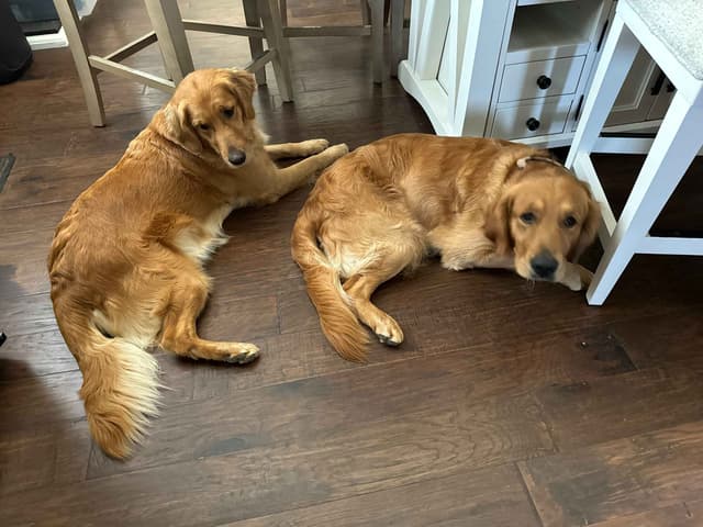 Golden Retriever Puppies media 3