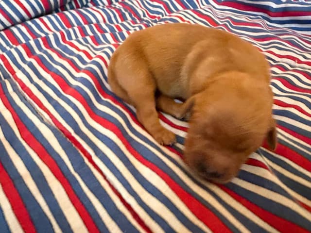 Golden Retriever Puppies media 5