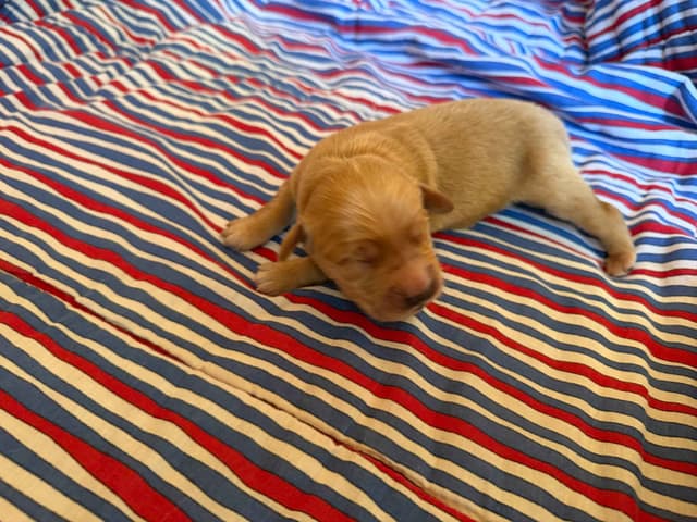 Golden Retriever Puppies media 6