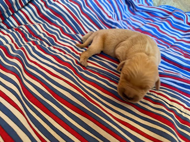 Golden Retriever Puppies media 8