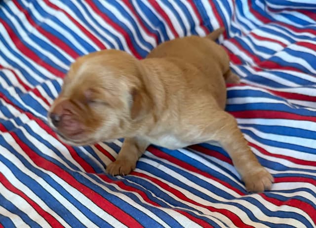 Golden Retriever Puppies media 10
