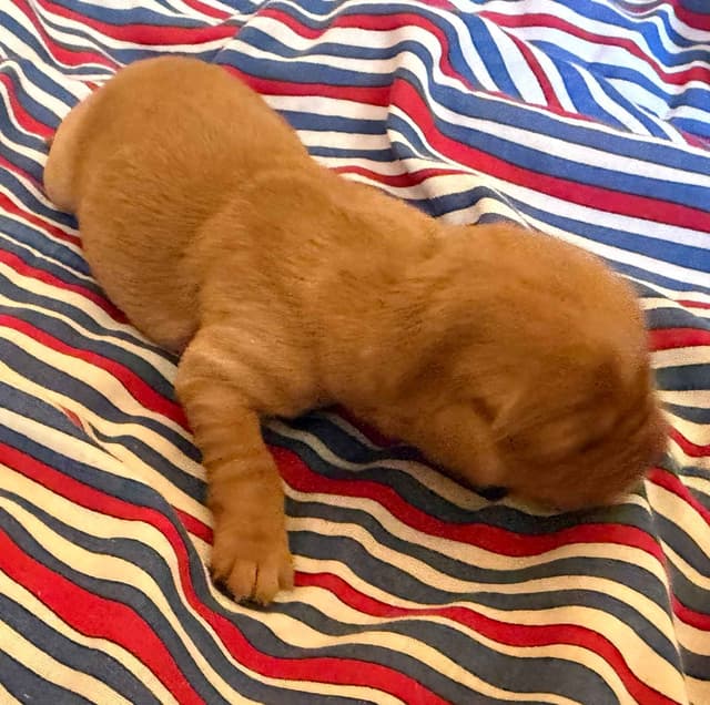 Golden Retriever Puppies media 11