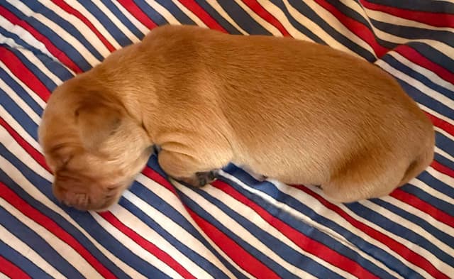 Golden Retriever Puppies media 13