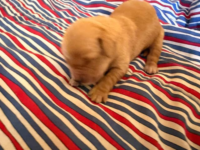Golden Retriever Puppies media 12
