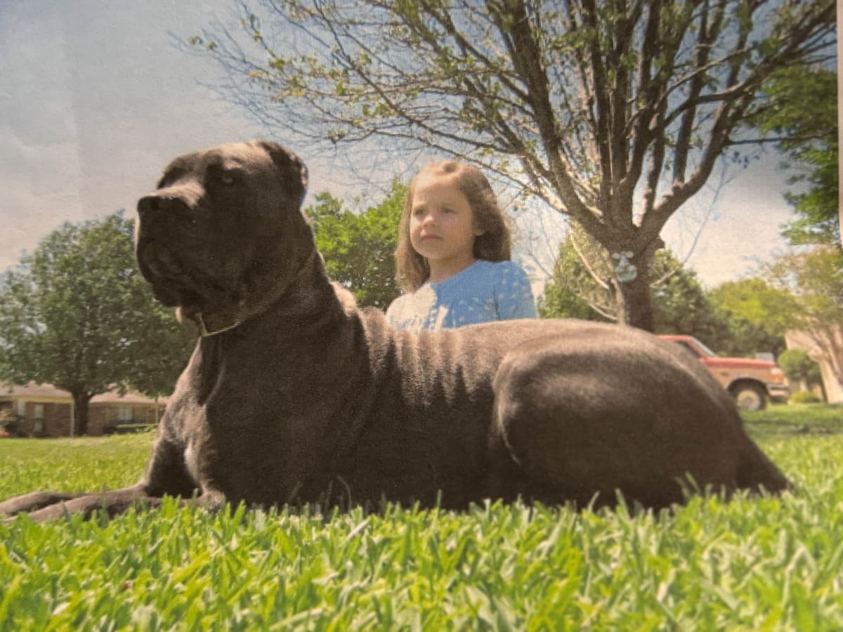 Cane Corso Puppies breeder image 1