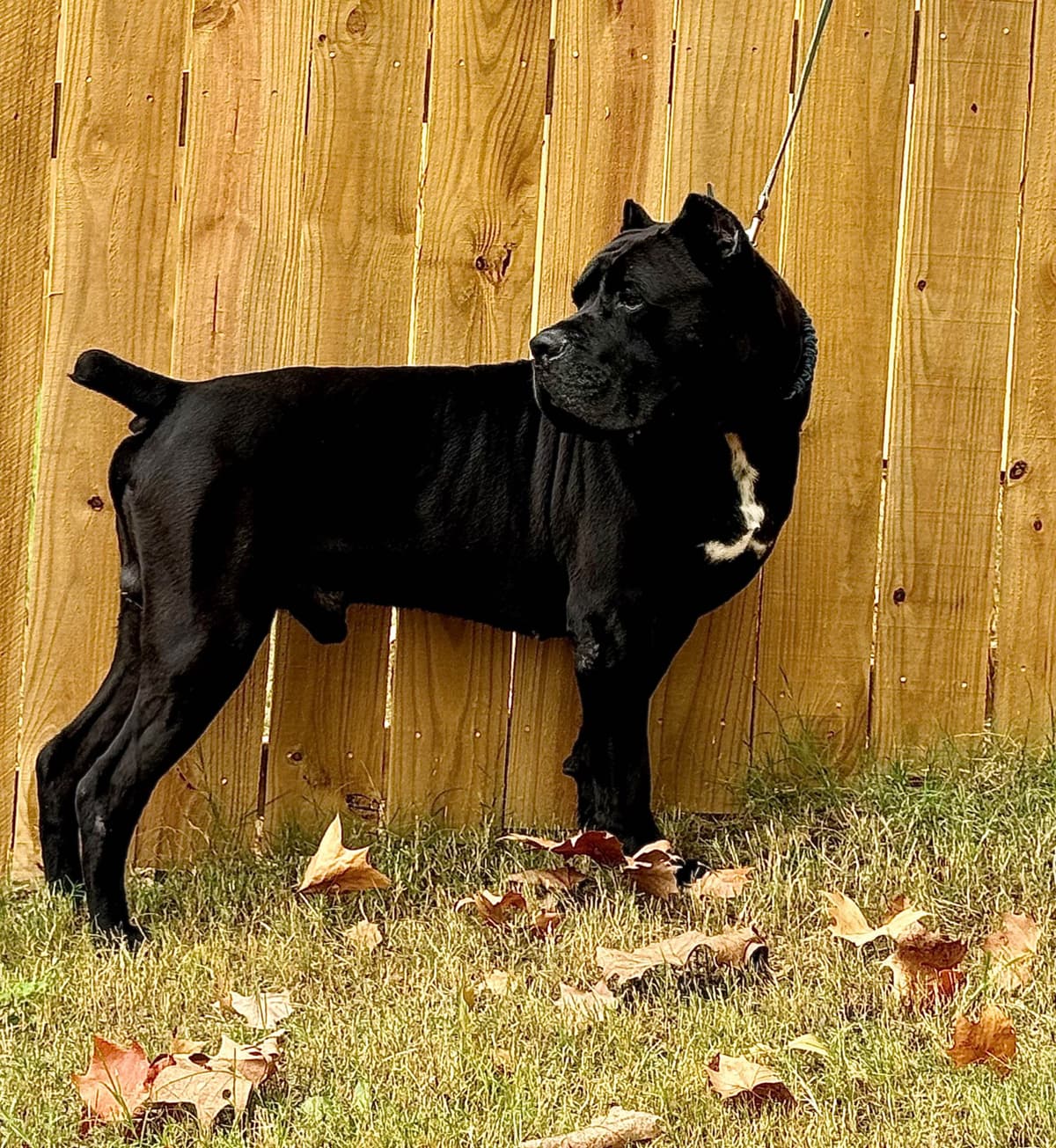 Cane Corso Puppies breeder image 3