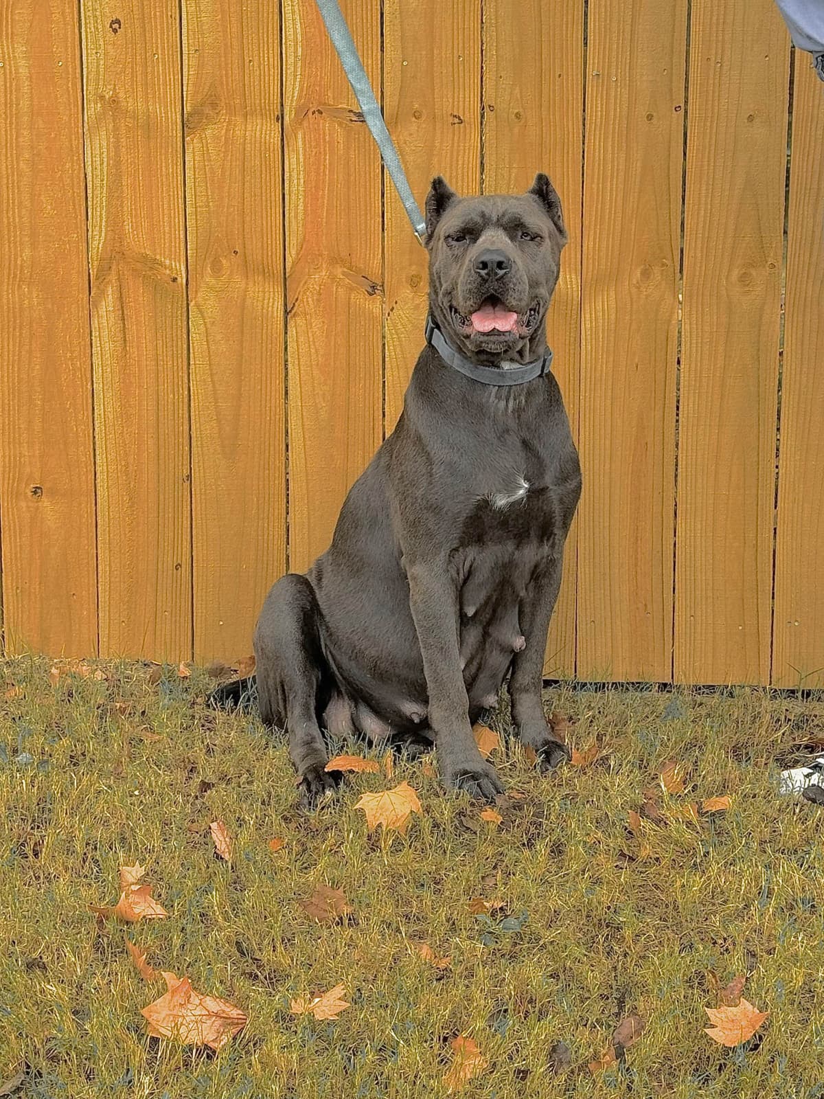Cane Corso Puppies breeder image 4