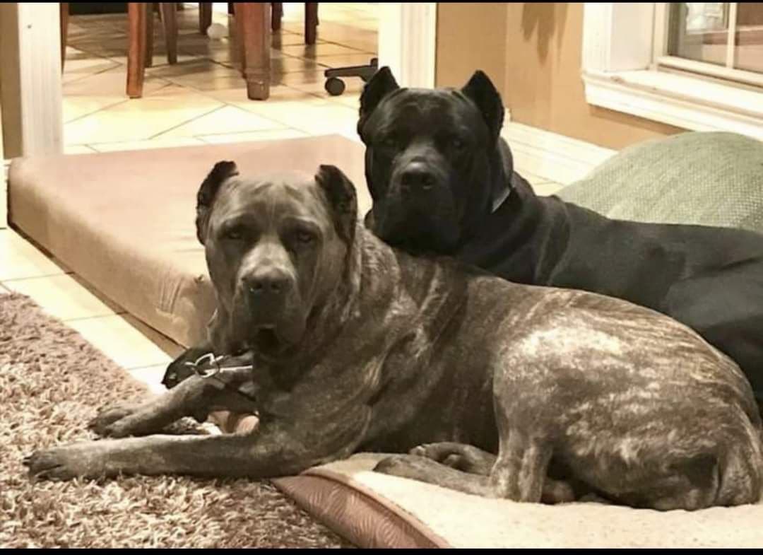 Cane Corso Puppies breeder image 6