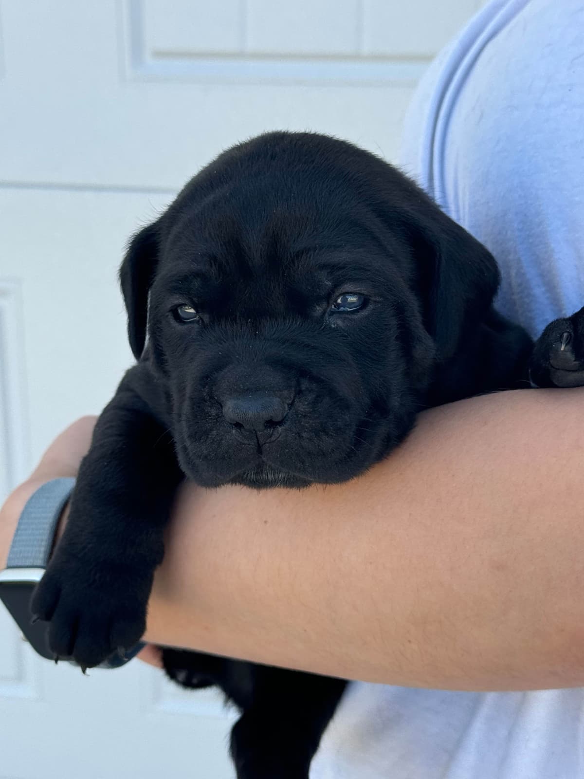 Cane Corso Puppies breeder image 7