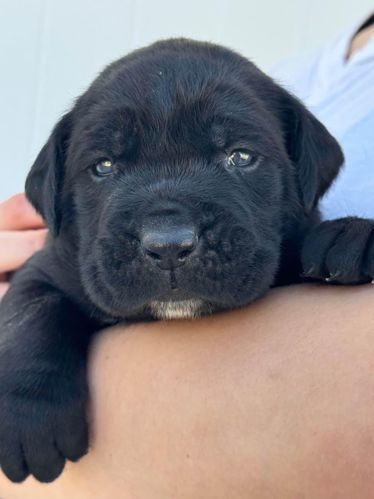 Cane Corso Puppies breeder image 9