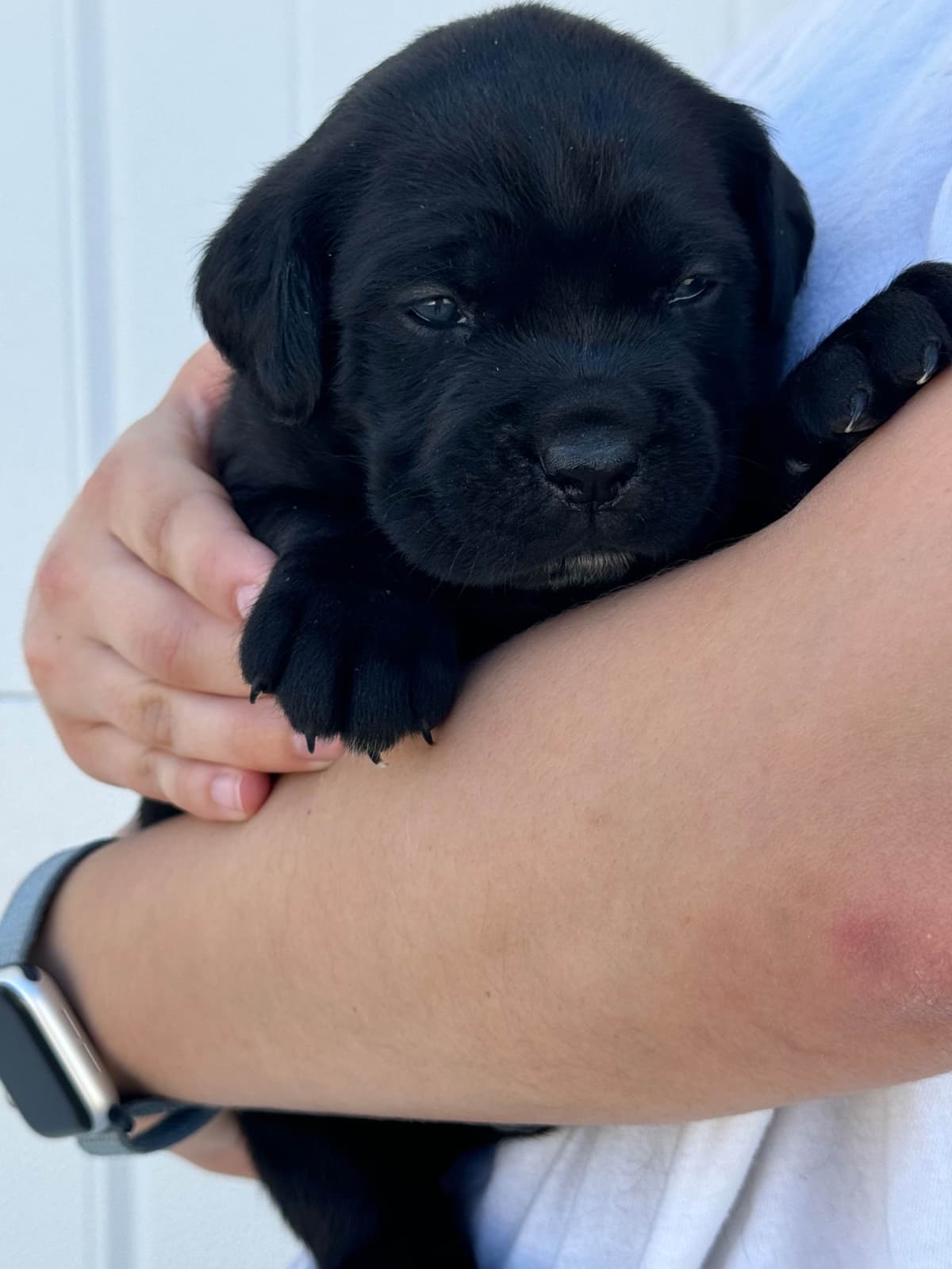 Cane Corso Puppies breeder image 8