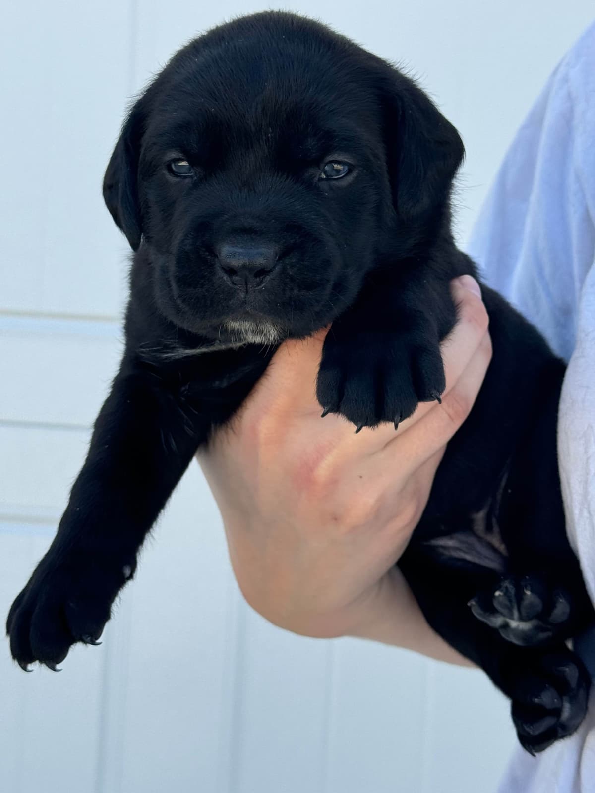 Cane Corso Puppies breeder image 10