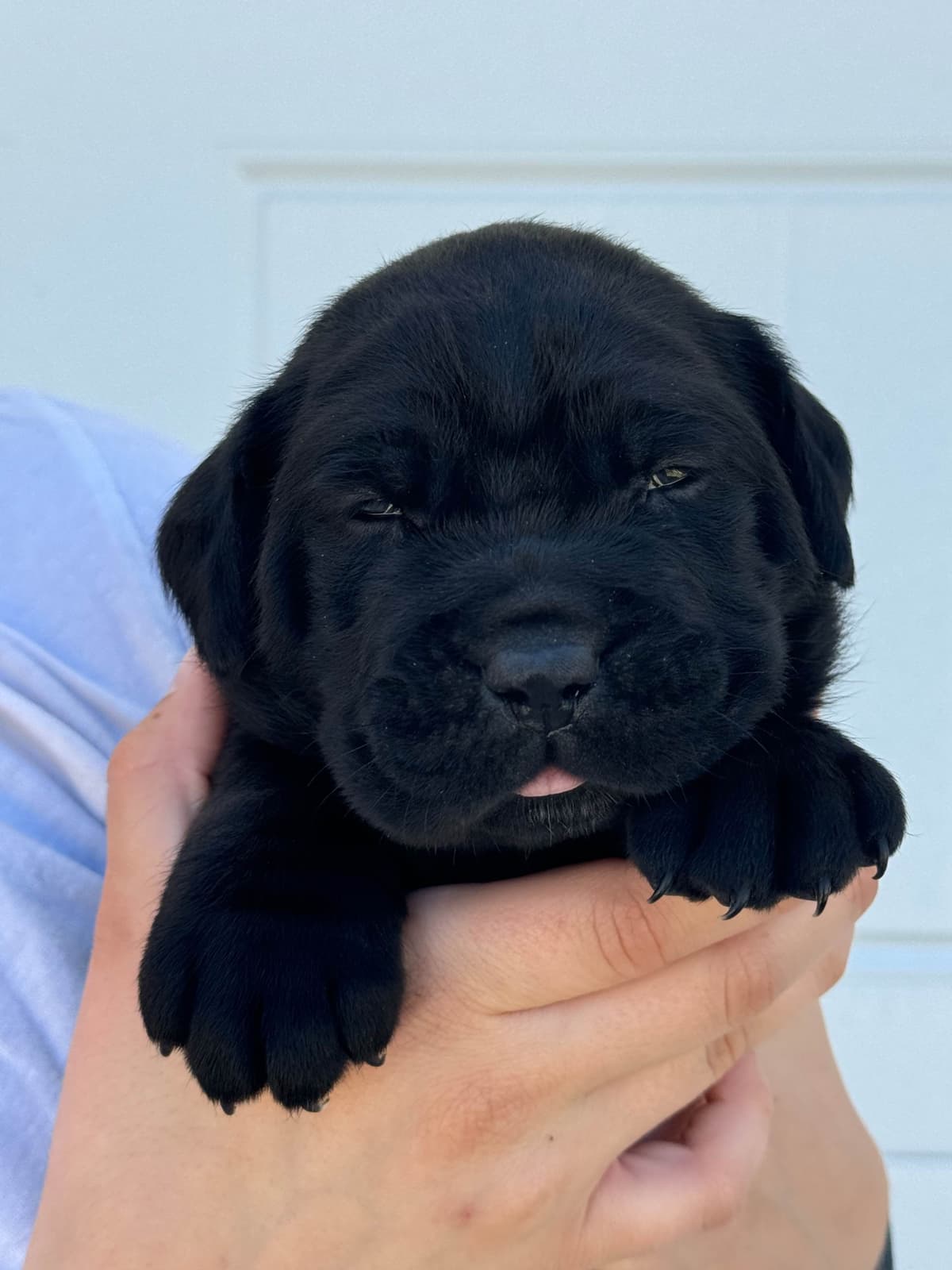 Cane Corso Puppies breeder image 11