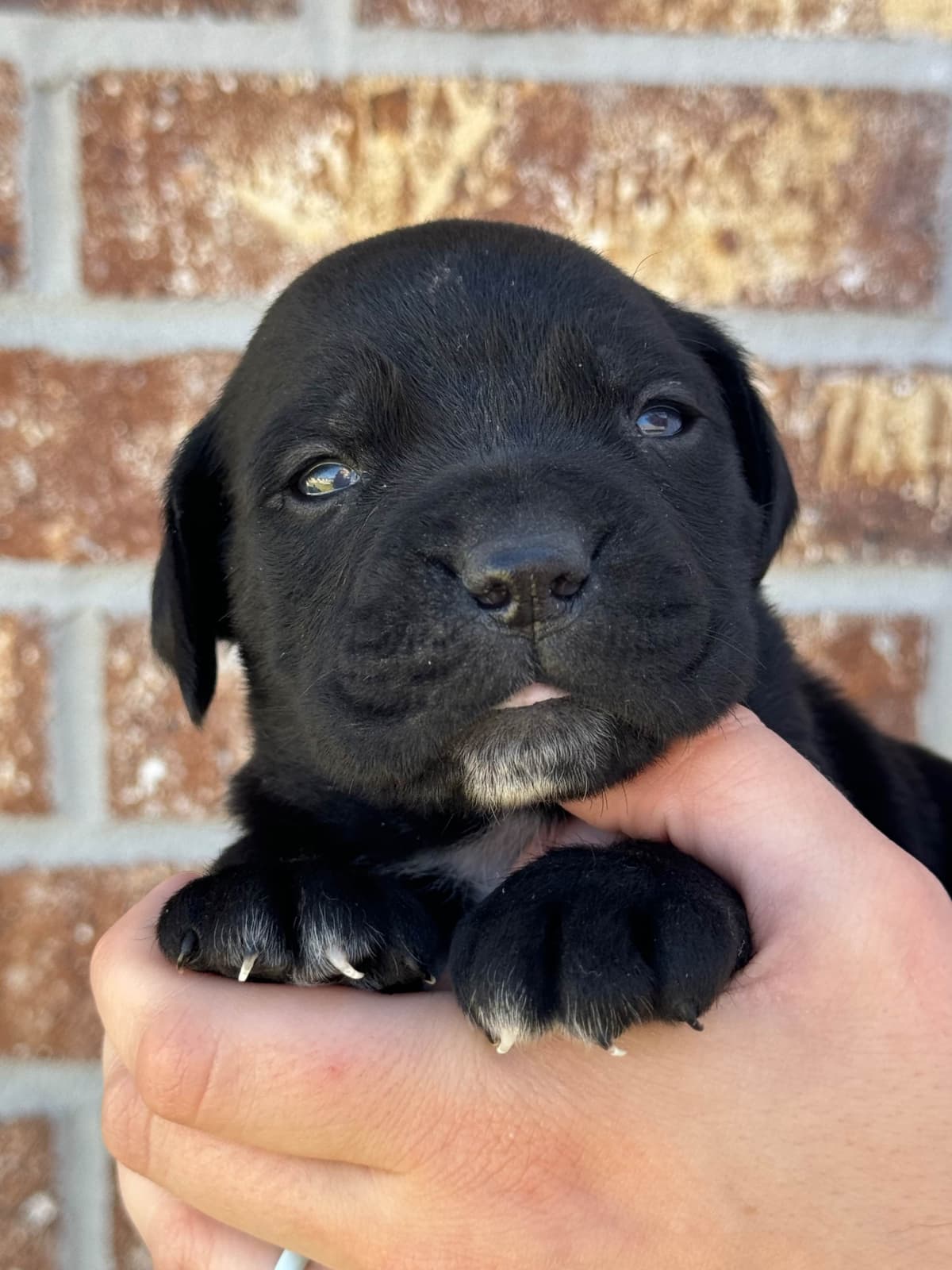 Cane Corso Puppies breeder image 12