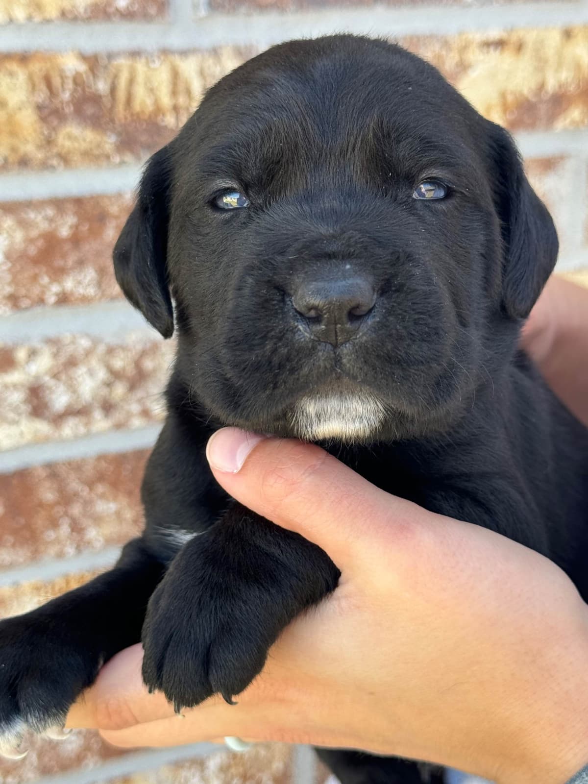 Cane Corso Puppies breeder image 13
