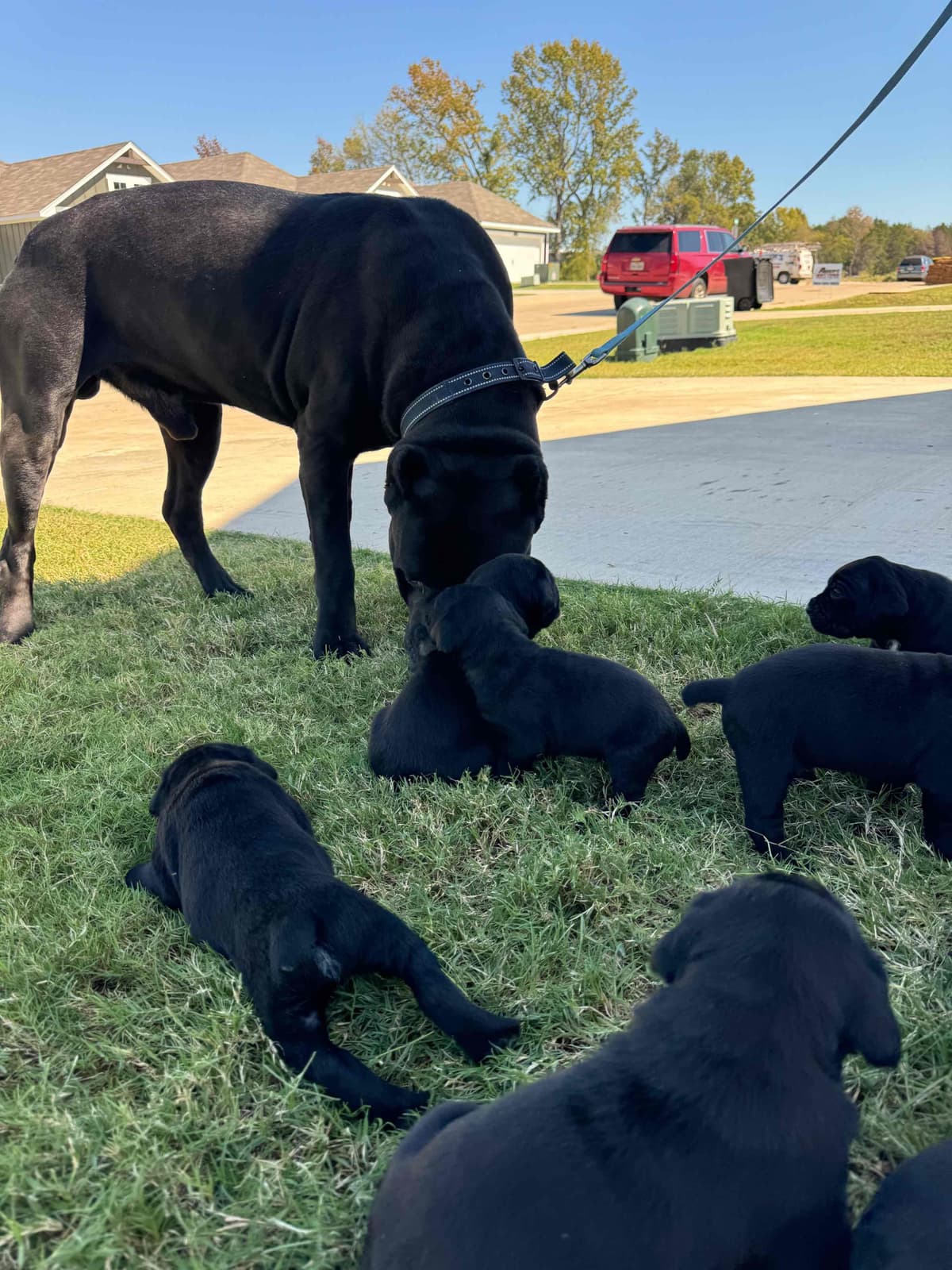 Cane Corso Puppies breeder image 15