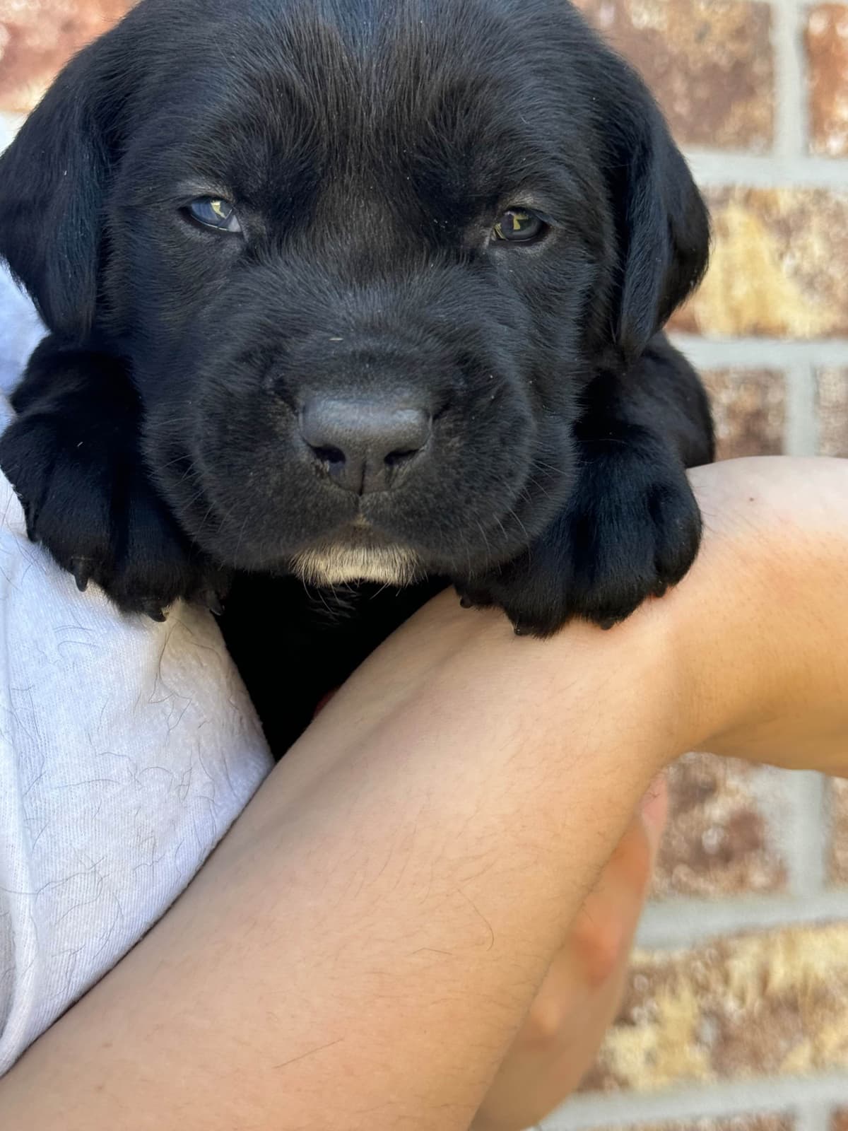 Cane Corso Puppies breeder image 14