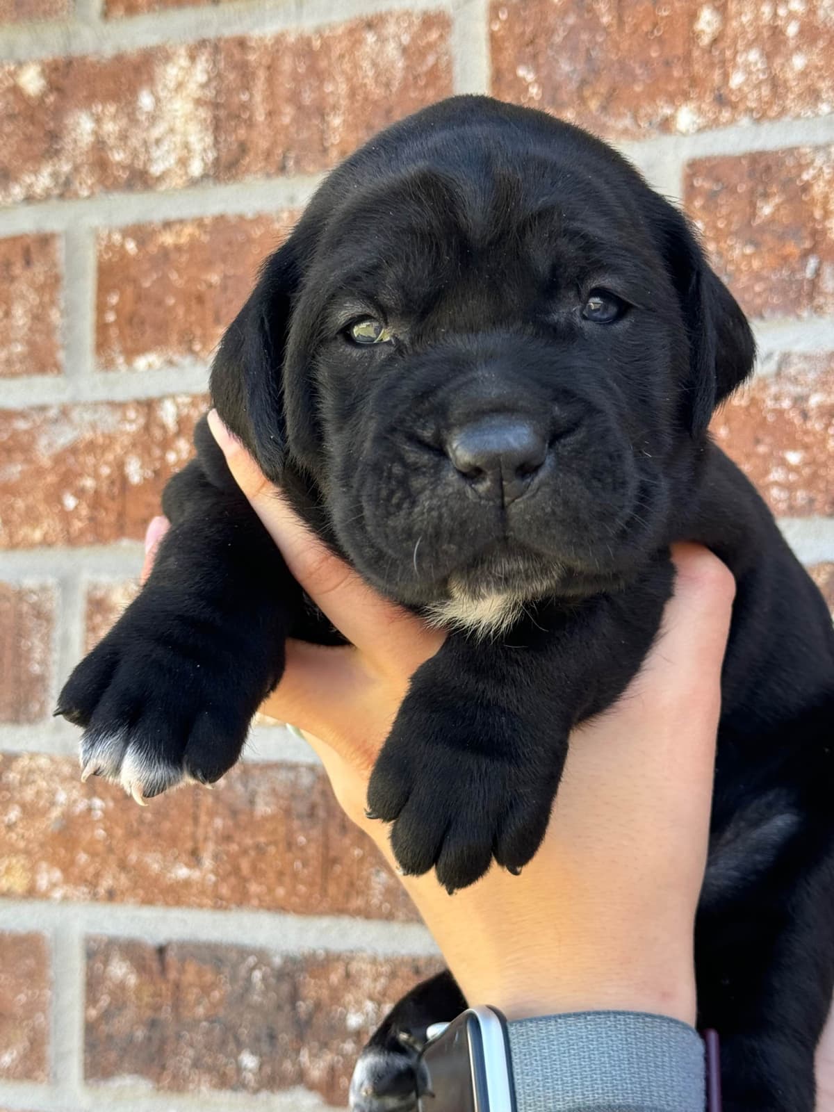 Cane Corso Puppies breeder image 16