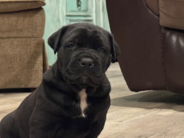 Cane Corso Puppies media 3
