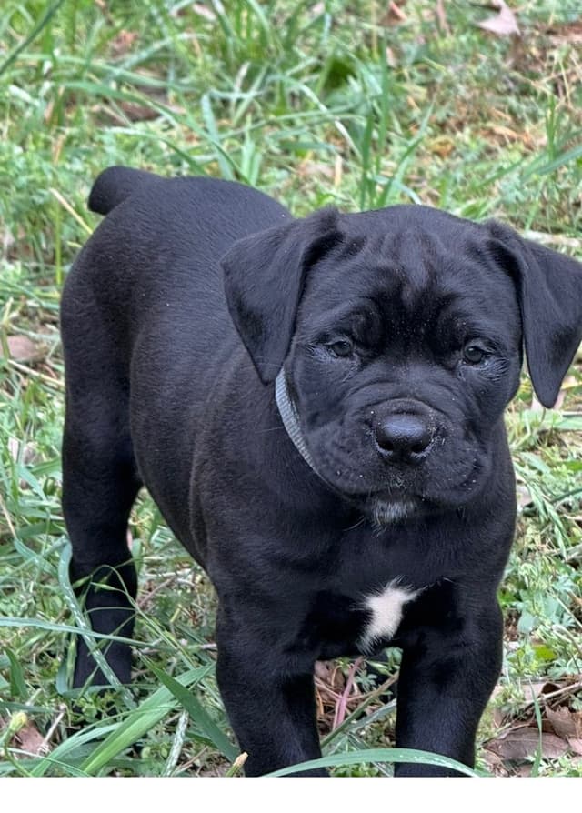 Cane Corso Puppies media 4