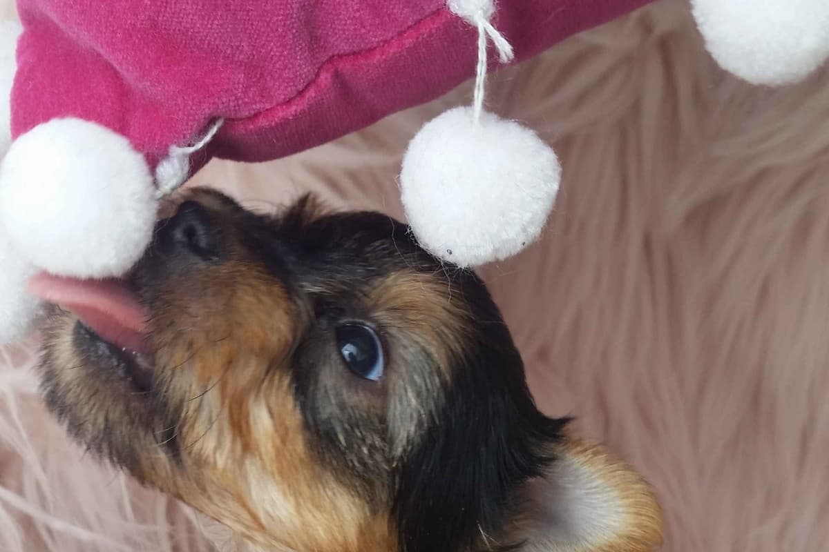 Yorkshire Terrier Puppies breeder image 1