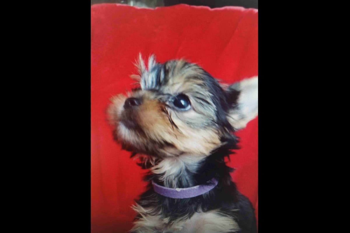 Yorkshire Terrier Puppies breeder image 3