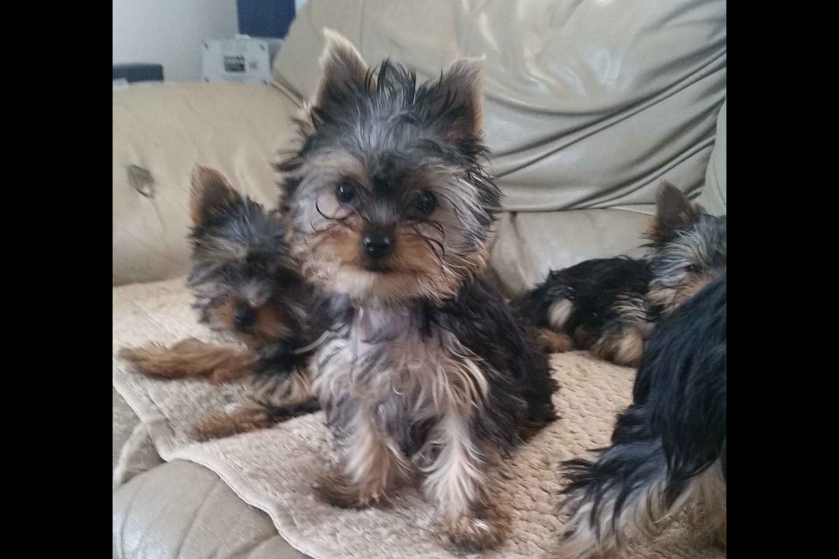 Yorkshire Terrier Puppies breeder image 4