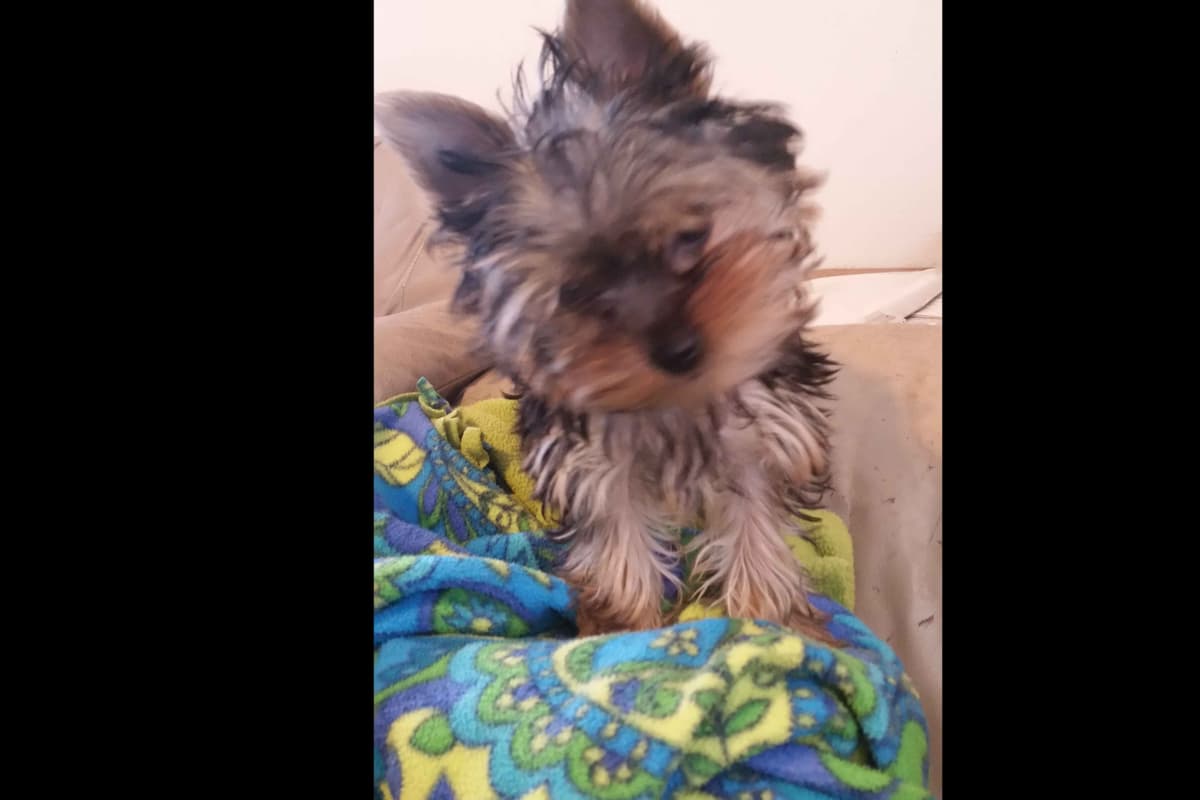 Yorkshire Terrier Puppies breeder image 5