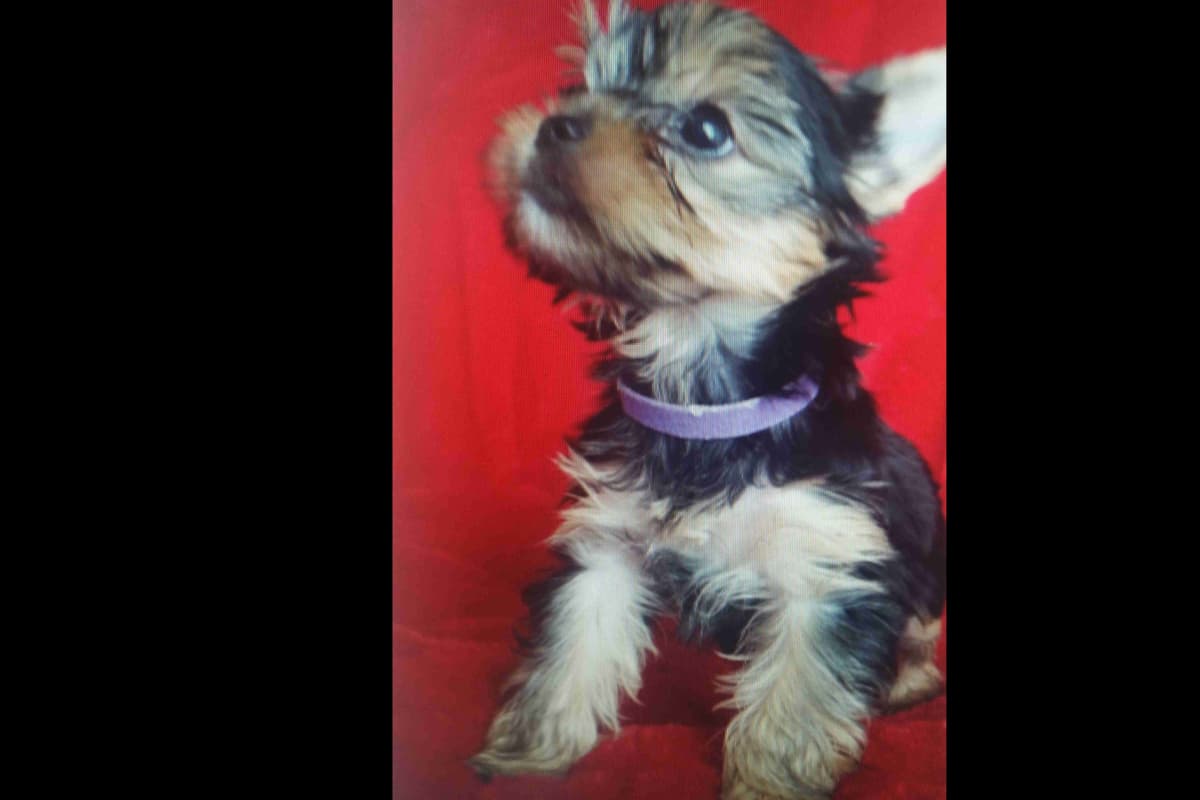 Yorkshire Terrier Puppies breeder image 6