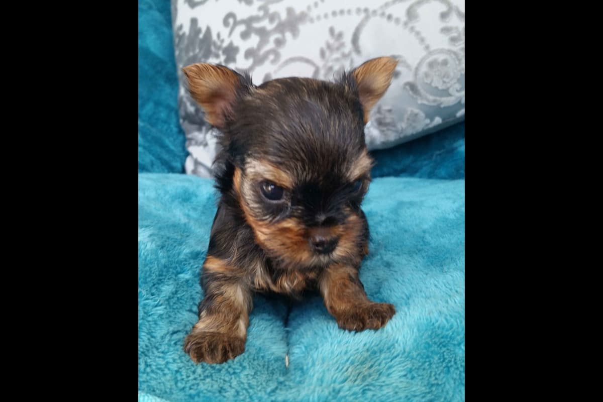 Yorkshire Terrier Puppies breeder image 7