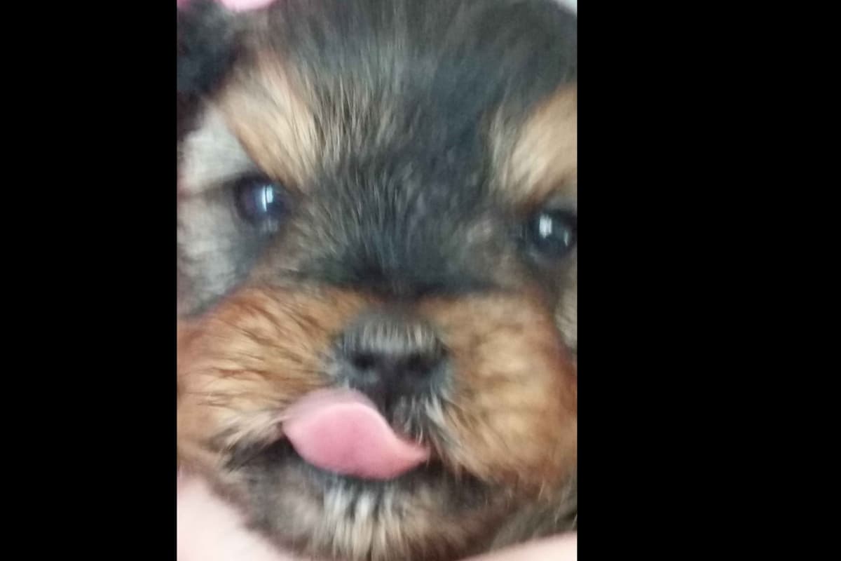 Yorkshire Terrier Puppies breeder image 8