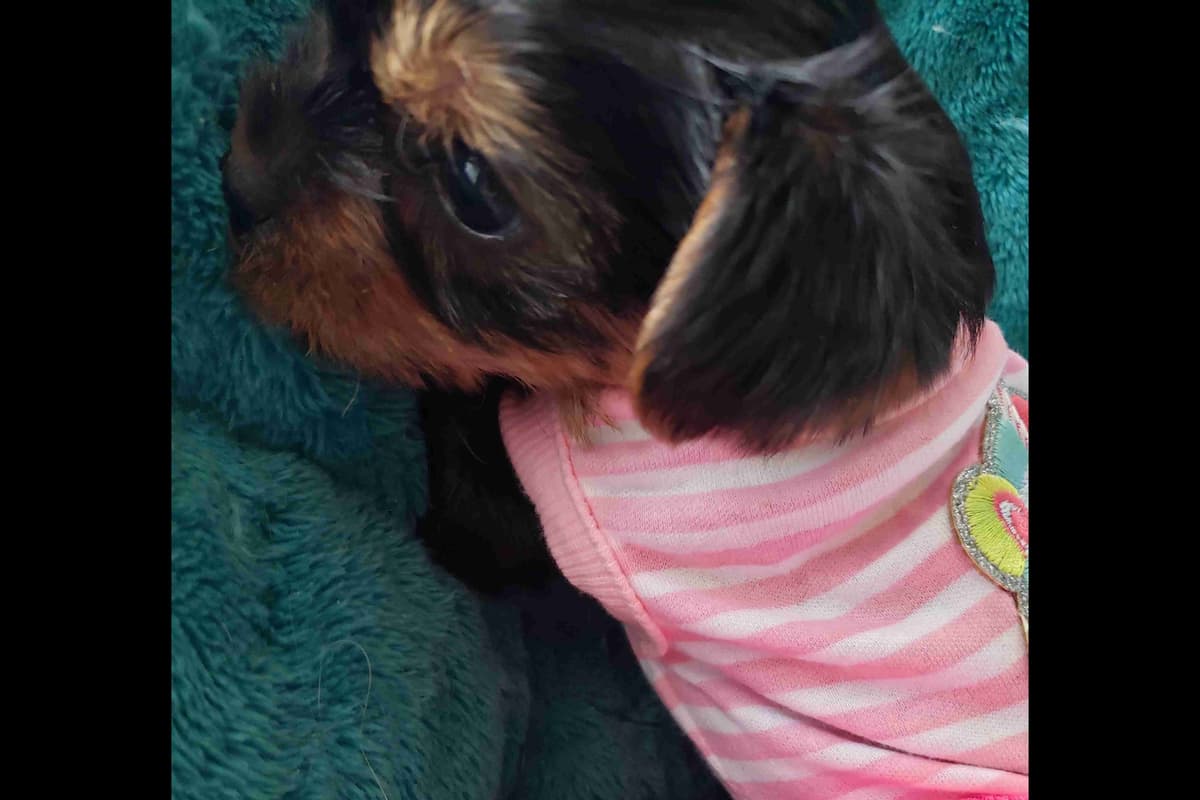 Yorkshire Terrier Puppies breeder image 9
