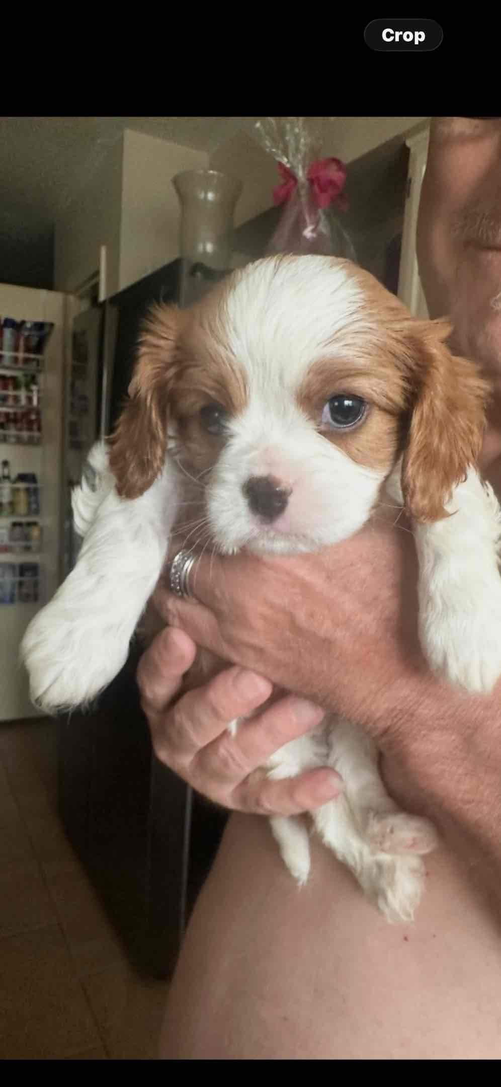 Cavalier King Charles Spaniel Puppies breeder image 1