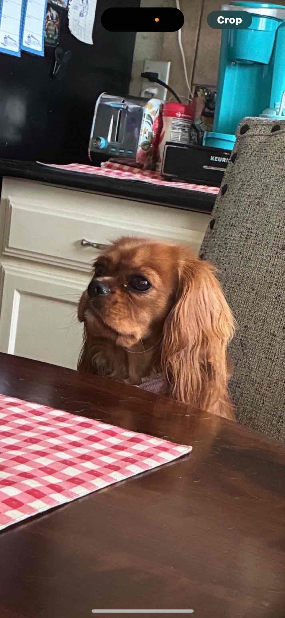 Cavalier King Charles Spaniel Puppies breeder image 3