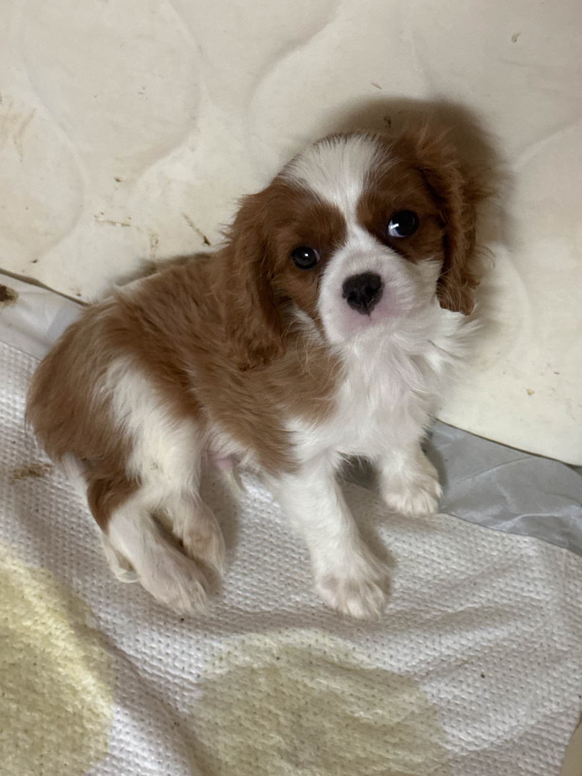 Cavalier King Charles Spaniel Puppies breeder image 5