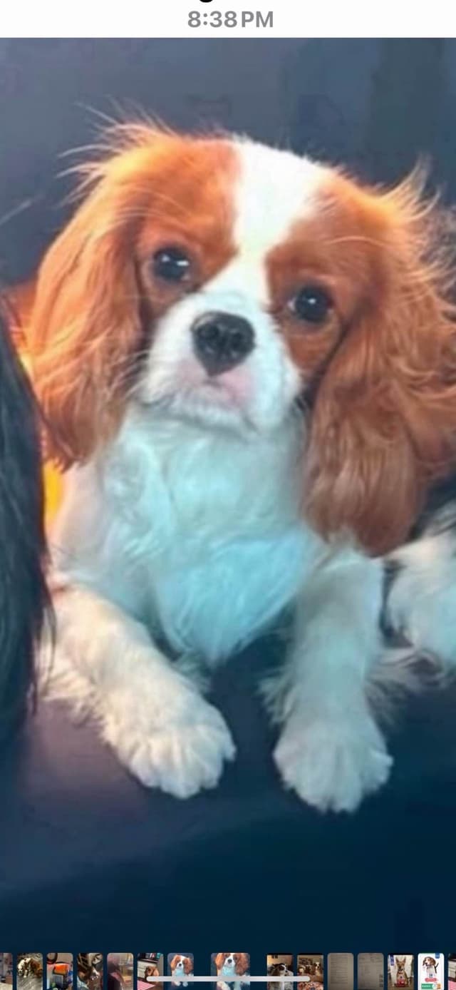 Cavalier King Charles Spaniel Puppies media 3